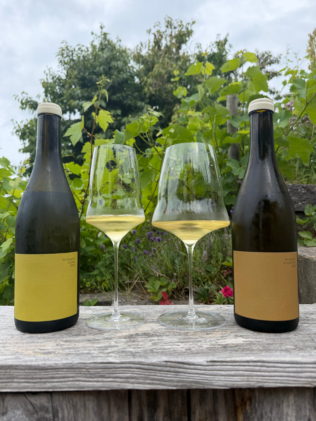 Smagekasse - Domaine Hoffmann-Demangeot - Aligoté/Chardonnay 2023 - 6 flasker
